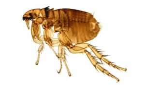 Lee más sobre el artículo Soñar con pulgas