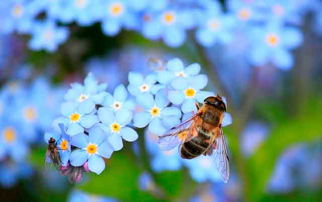Lee más sobre el artículo Soñar con abejas