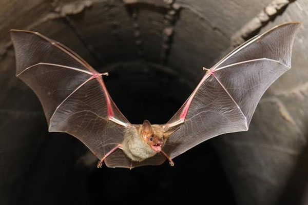 Lee más sobre el artículo Soñar con murciélagos