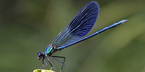 Lee más sobre el artículo Soñar con una libélula