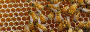 Lee más sobre el artículo Soñar con un panal de abejas