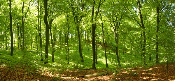 Lee más sobre el artículo Soñar con un bosque