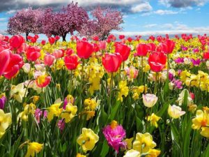 Lee más sobre el artículo Rituales para el equinoccio de primavera