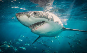 Lee más sobre el artículo Soñar con un tiburón