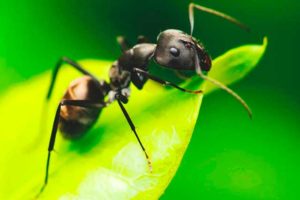 Lee más sobre el artículo Soñar con hormigas