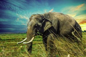 Lee más sobre el artículo Soñar con elefantes
