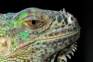 Lee más sobre el artículo Soñar con iguanas