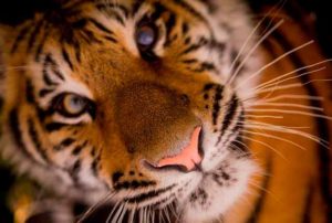 Lee más sobre el artículo Soñar con tigres