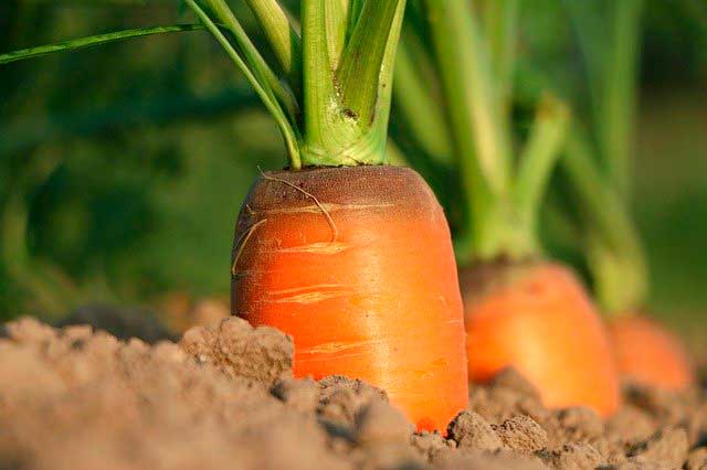 Lee más sobre el artículo Soñar con zanahorias