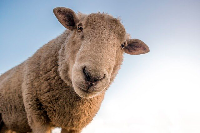 Lee más sobre el artículo Soñar con ovejas